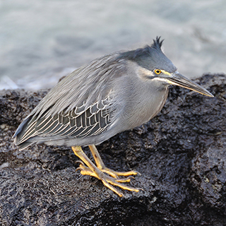 Galapagos - Isabela - Striated heron